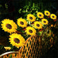 🌻60% OFF FLASH SALE! ✨Sunflower Solar Lights – Glowing Decor for Garden 🌿