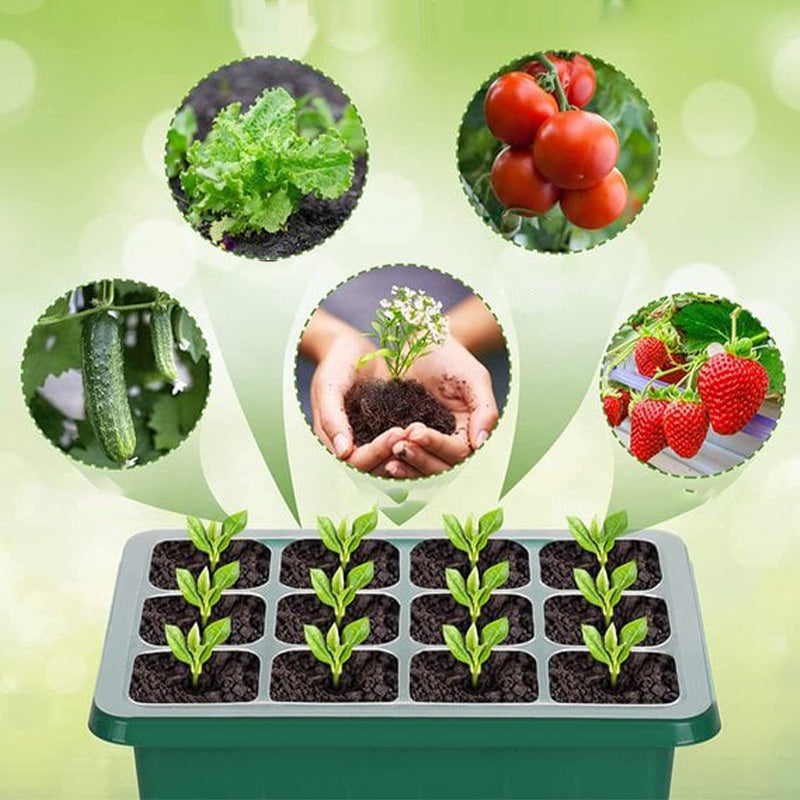💎60% OFF! 💎 Germination Trays with Grow Light – Humidity Control, Transparent & Full-Spectrum Light 🌱💡