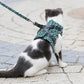 🌲 Jul Hot Sale 49% OFF🔥Pet Leash Anti-break Away bröstrem väst sele